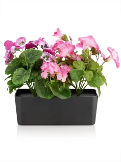 Petunie, Geranie Und Stiefmütterchen Im Kasten, Ca. 28 Cm