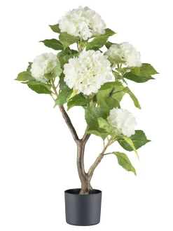 Hortensie Mit Stamm + 6 Dolden Im Kunststofftopf