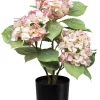 Hortensie Mit 3 Dolden Im Kunststofftopf