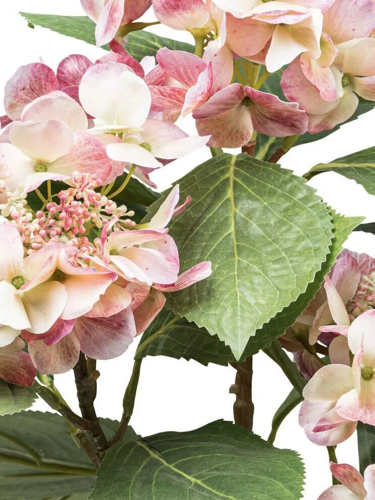 Hortensie Mit 3 Dolden Im Kunststofftopf - Image 2